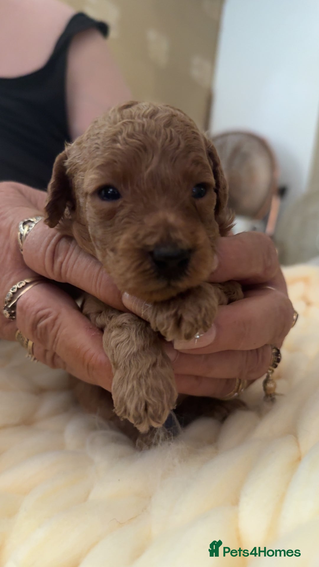 Toy Poodle dogs for sale: Toy poodles for sale  - Image 11