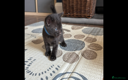 Bengal cats for sale: 4 Rare Tica Registered Bengal Kittens - Image 24