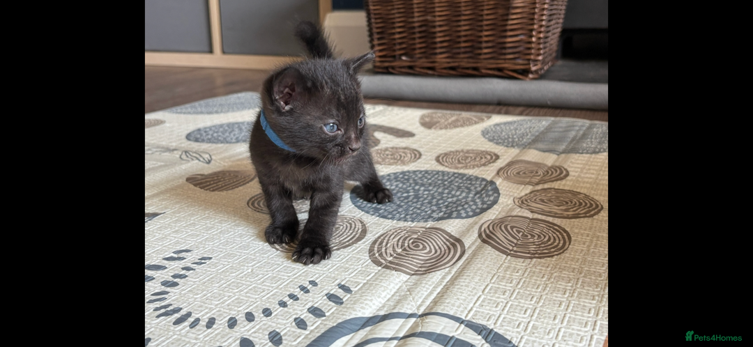Bengal cats for sale: 4 Rare Tica Registered Bengal Kittens - Image 24