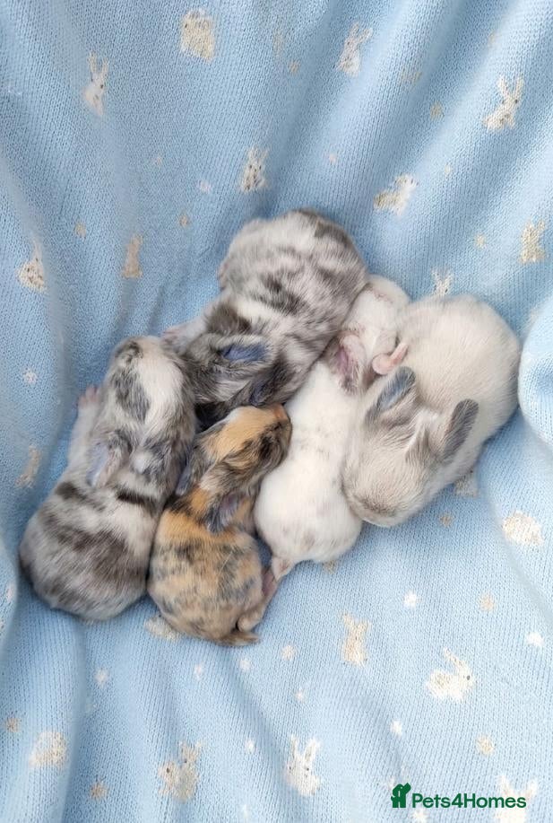 Mini Lop rabbits Mini lop/lion head new arrivals  - Advert 1