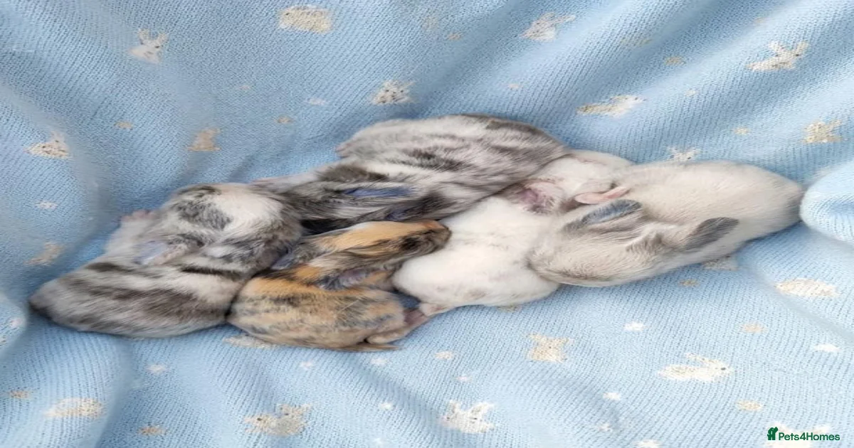 Mini Lop Rabbits for Sale for sale in Brierley Hill, West Midlands ...
