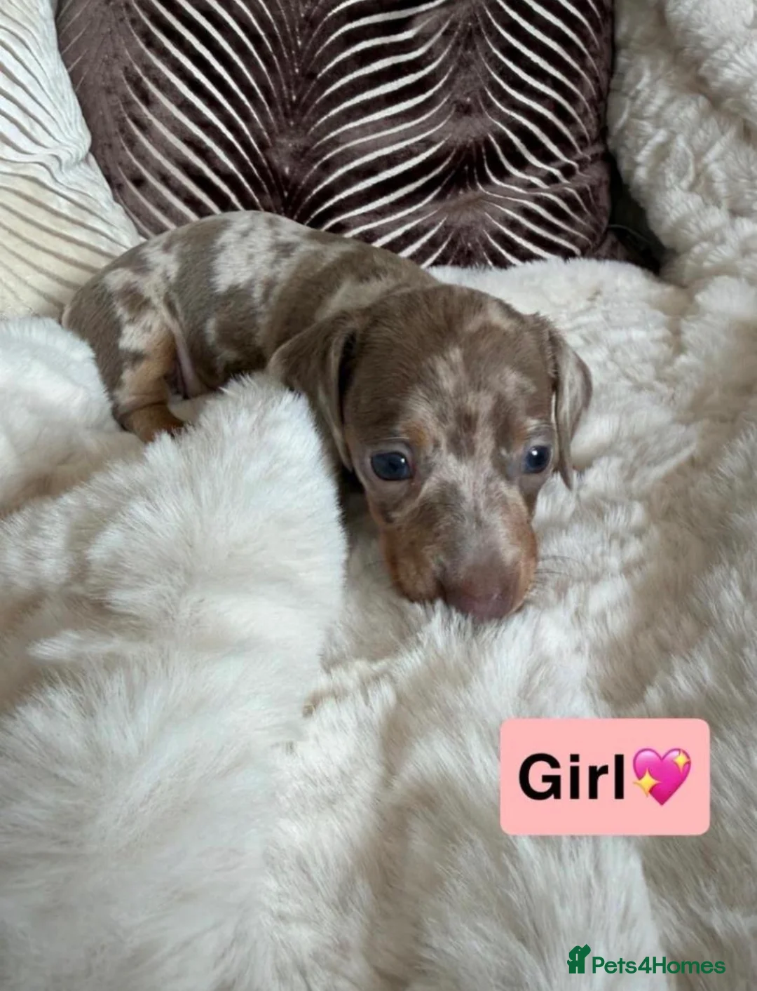 Dachshund dogs for sale: KC registered Dachshund Puppies in London - Advert 2
