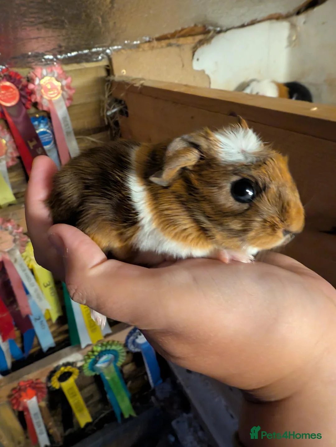 Guinea Pig rodents for sale: Baby funky pet boars  - Advert 10