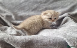 Scottish Fold cats for sale: Stunning TICA Registered Babies in Bolton - Image 17