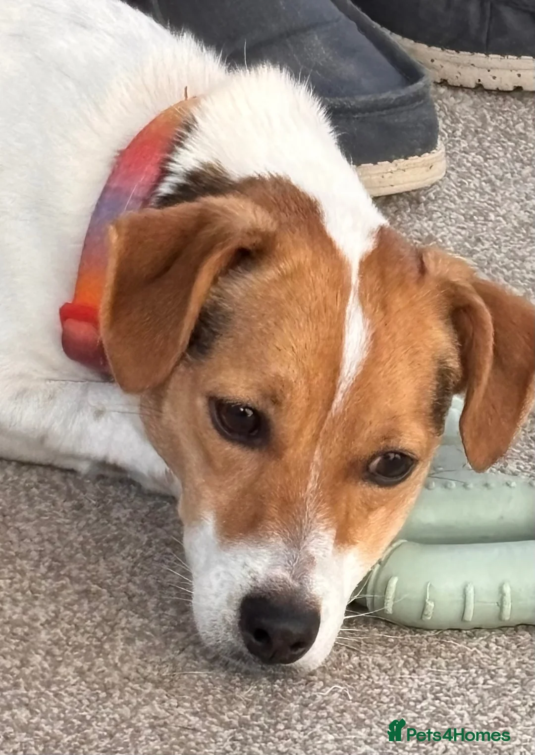 Jack Russell dogs for sale: 2 year old Cindy is looking for her forever home in Preston - Advert 1