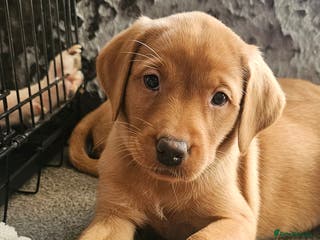Labrador Retriever dogs KC Registered Fox Red Labrador Puppys - Advert 13