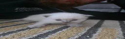 Ragdoll cats for sale: Health Tested Ragdoll Babies - Advert 3