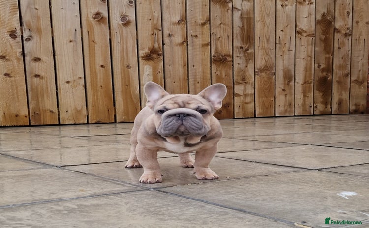 French Bulldog dogs - Advert 13