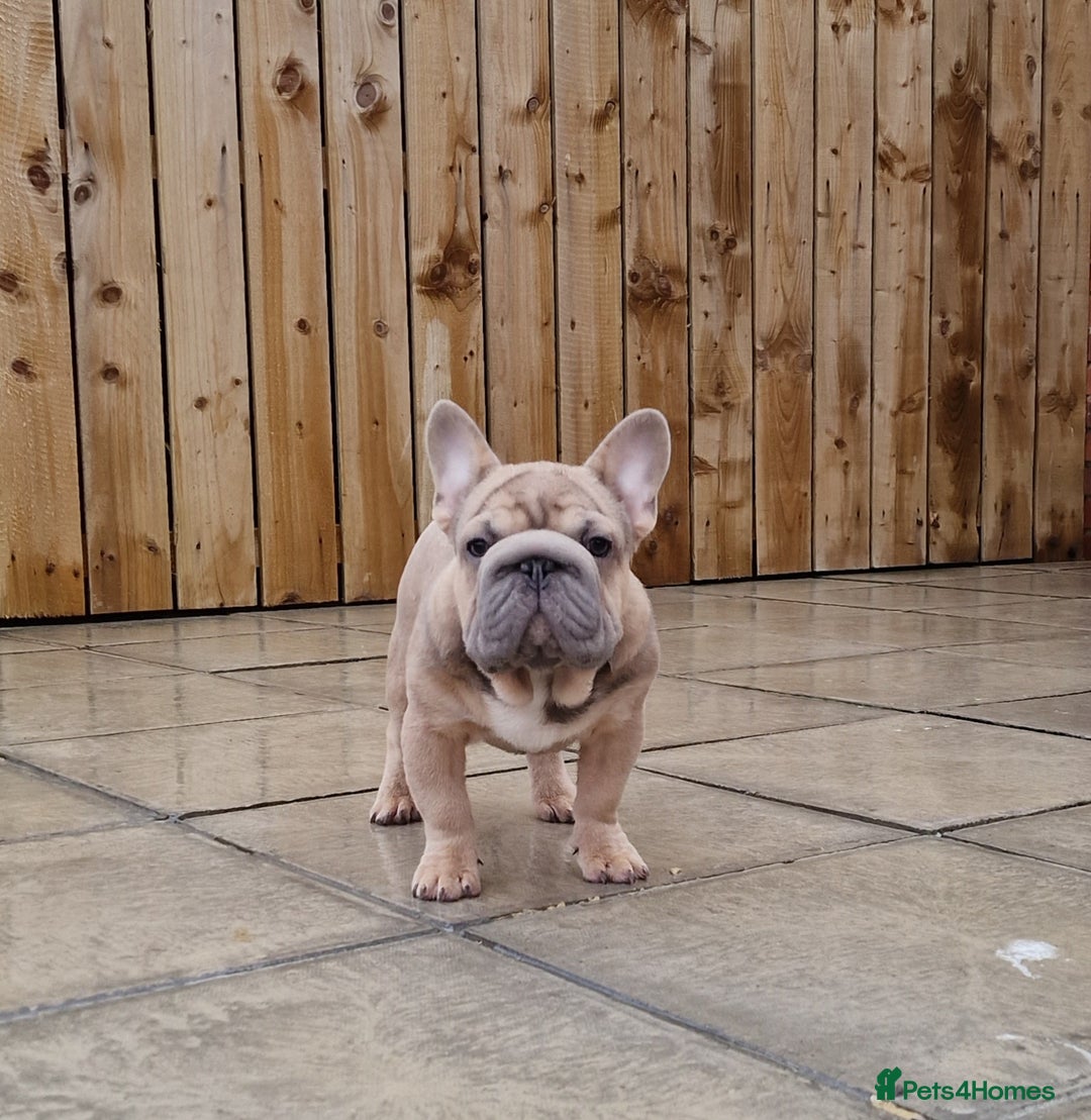 French Bulldog dogs for stud: TEDDY STUD BOY  - Image 1