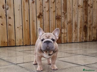 French Bulldog dogs TEDDY STUD BOY - Advert 8