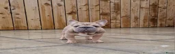 French Bulldog dogs for stud: TEDDY STUD BOY  - Advert 1
