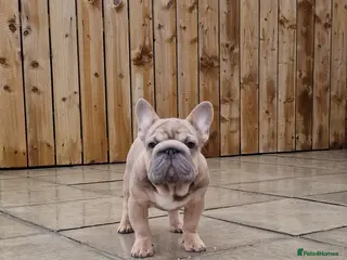 French Bulldog dogs TEDDY STUD BOY - Advert 10