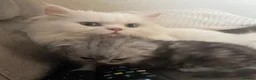 Persian cats for sale: 2 beautiful Persian kittens in Blackwood - Advert 6