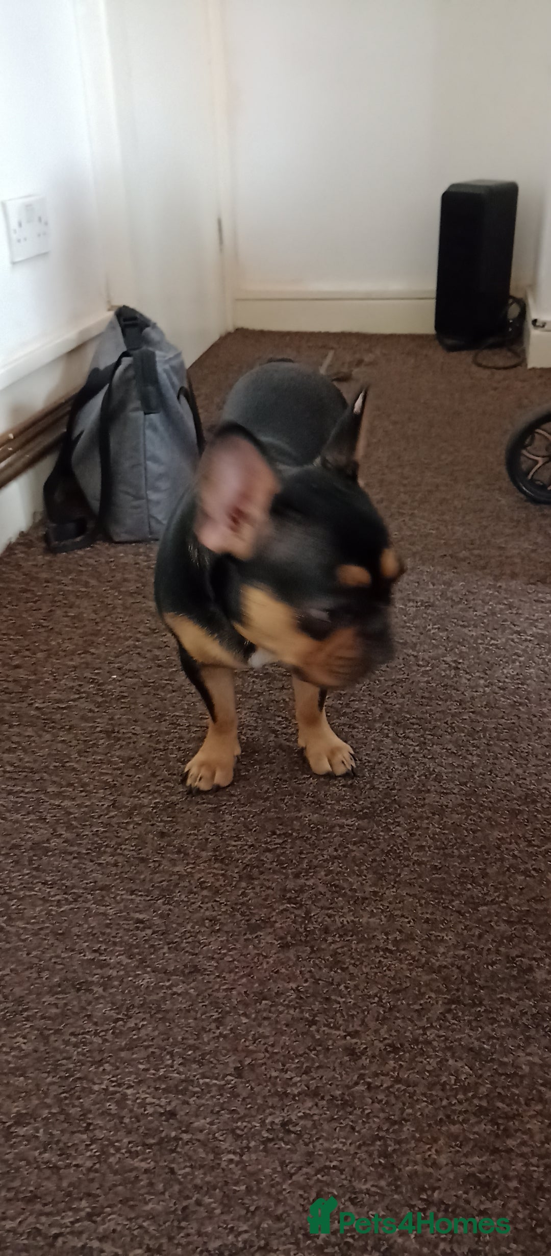 French Bulldog dogs for sale: French bulldog - Image 8