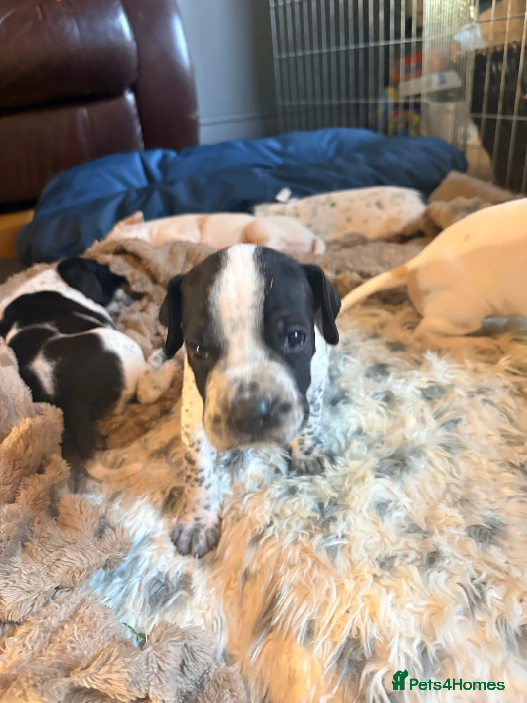 Pointer dogs for sale: Last gorgeous puppy looking for a loving home  - Advert 26