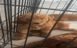 Labradoodle dogs for sale: 🐾AVAILABLE TO VIEW! - Fox Red Labradoodle Pups 🐾 - Image 3