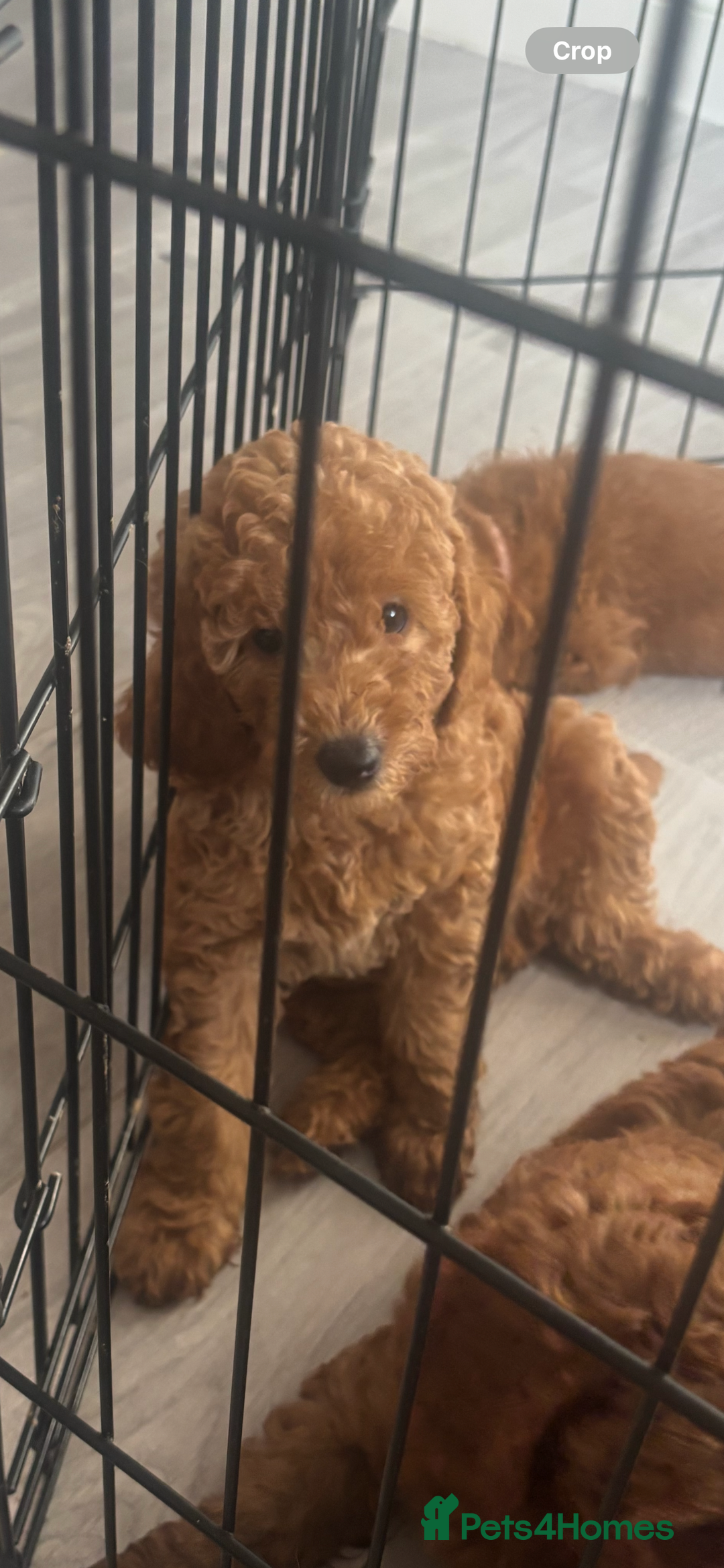 Labradoodle dogs for sale: 🐾AVAILABLE TO VIEW! - Fox Red Labradoodle Pups 🐾 - Image 3