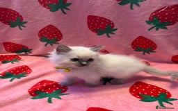 Ragdoll cats for sale: GCCF ACTIVE Registered Ragdoll Kittens  - Image 7