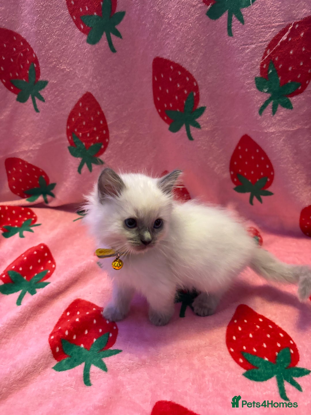 Ragdoll cats for sale: GCCF ACTIVE Registered Ragdoll Kittens  - Image 7