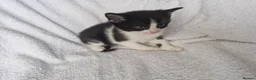 Mixed Breed cats for sale: 5 kittens ready for new home  - Advert 7
