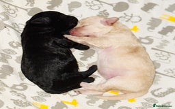 Toy Poodle dogs for sale: 2 beautiful toy poodle puppies READY NOW  - Image 5