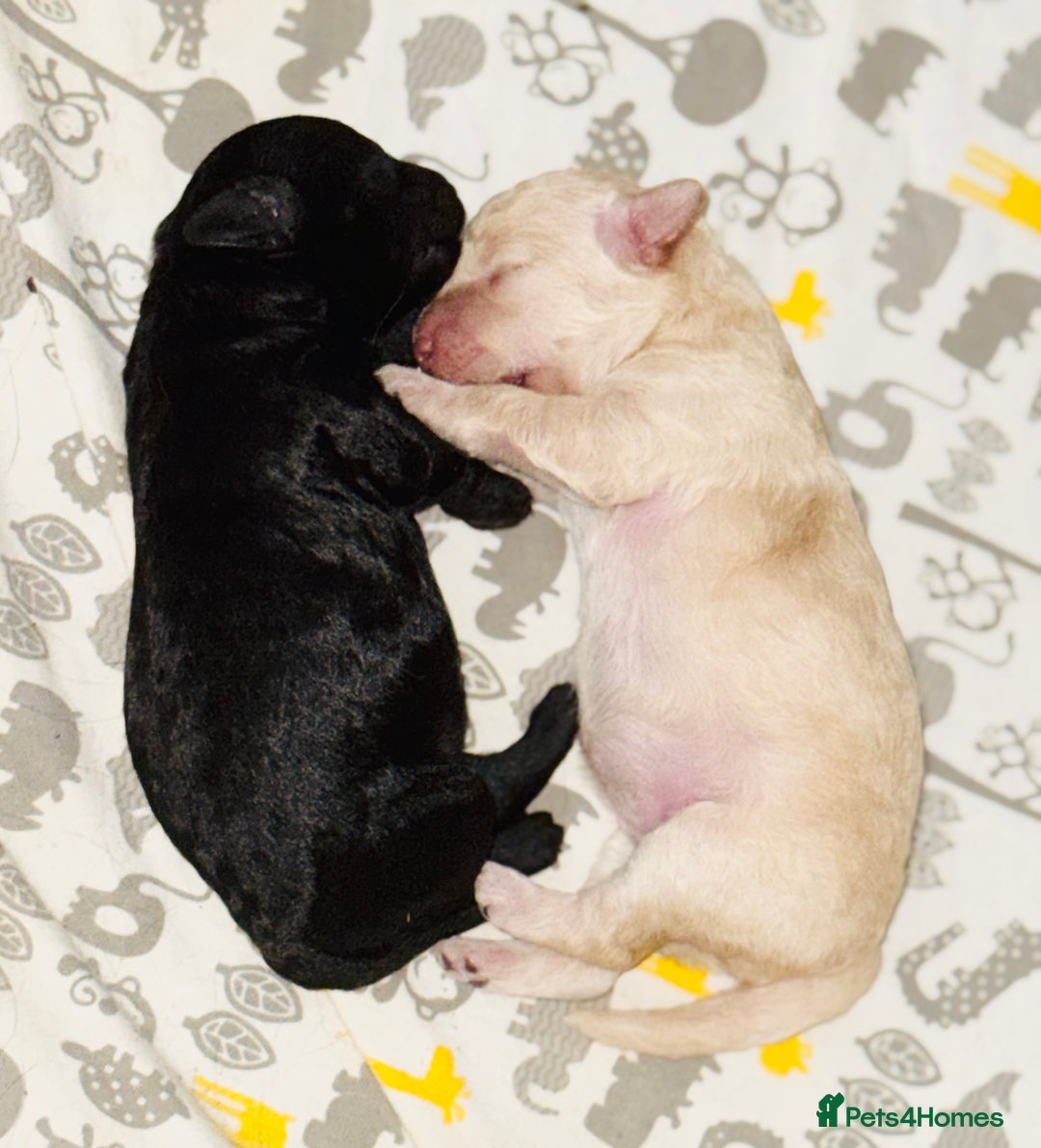 Toy Poodle dogs for sale: 2 beautiful toy poodle puppies READY NOW  - Image 5