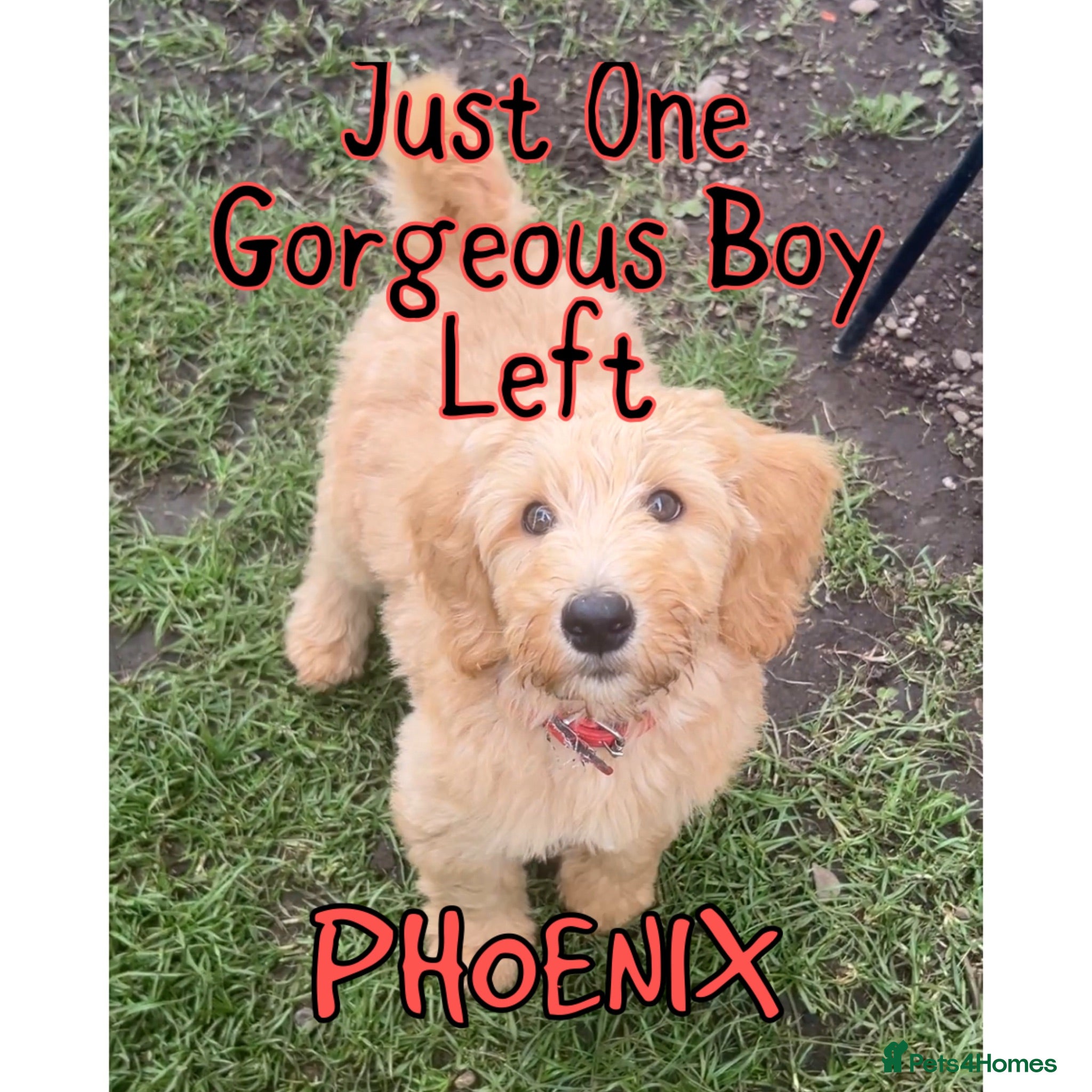 Australian Labradoodle dogs Super Top Quality Medium Australian Labradoodles - Advert 15