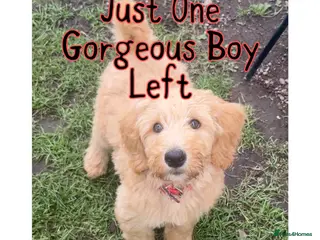 Australian Labradoodle dogs Super Top Quality Medium Australian Labradoodles - Advert 15