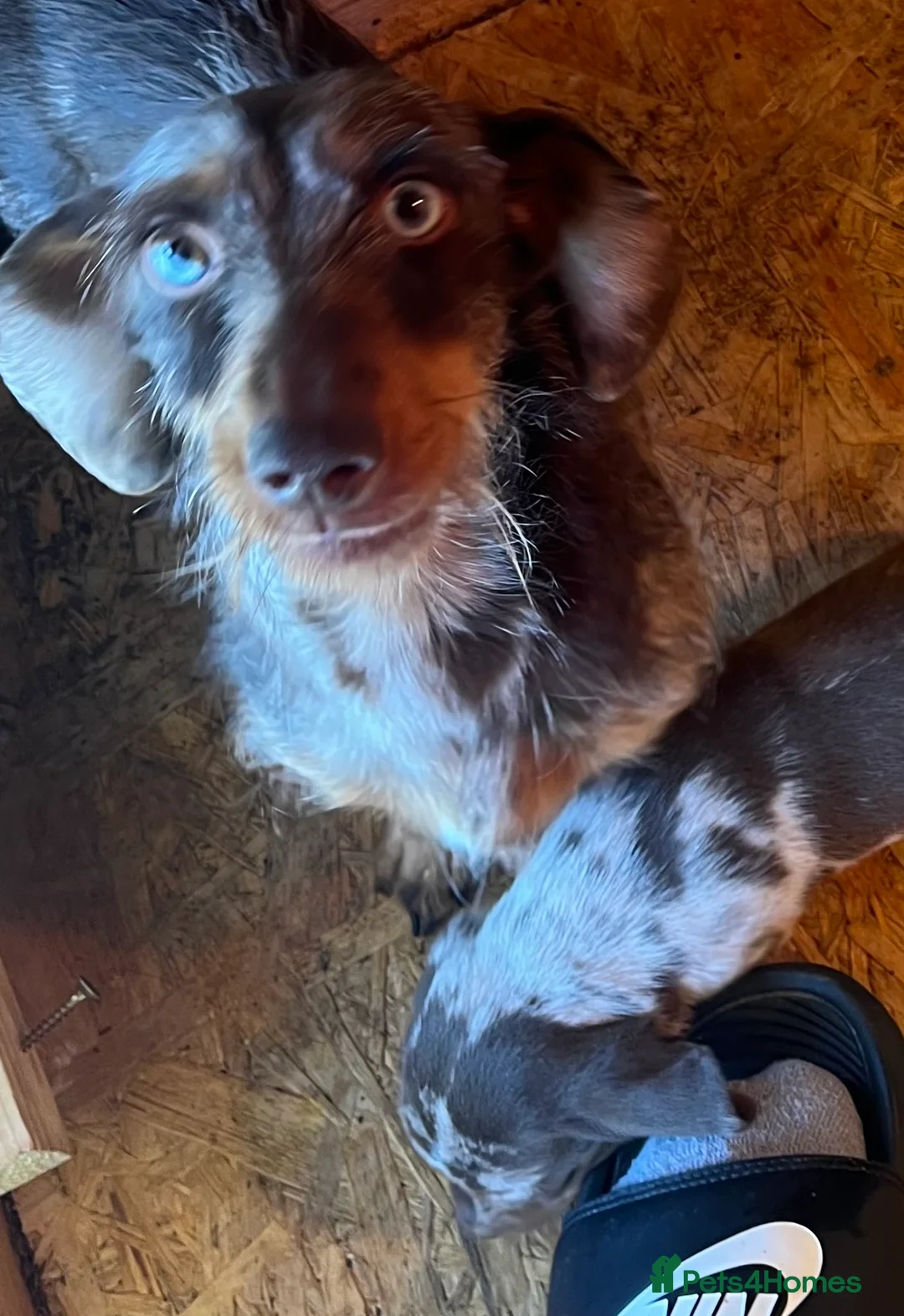 Dachshund dogs for sale: Dachshund miniature - Advert 2