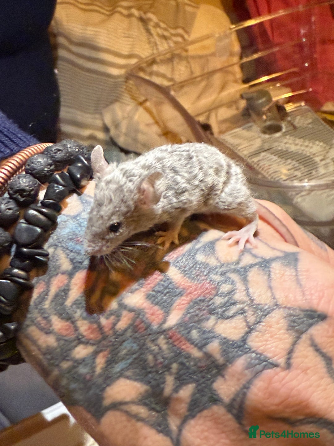 Mouse rodents for sale: Fancy mice lots of males and females available  - Advert 12