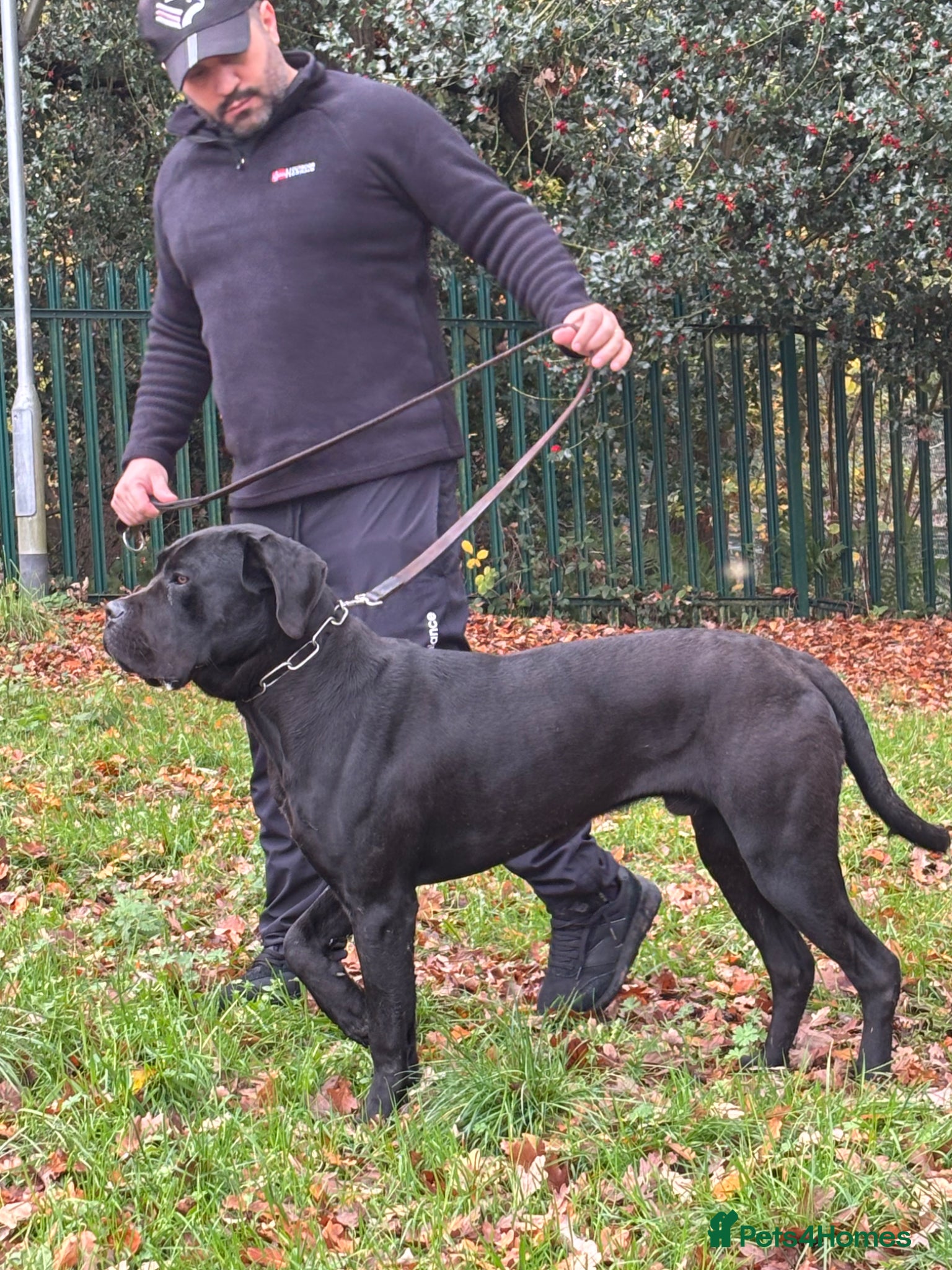 Cane Corso dogs Lo Raso Cane Corso - Advert 1