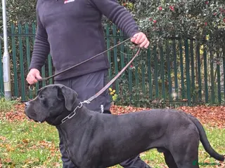 Cane Corso dogs Lo Raso Cane Corso - Advert 1