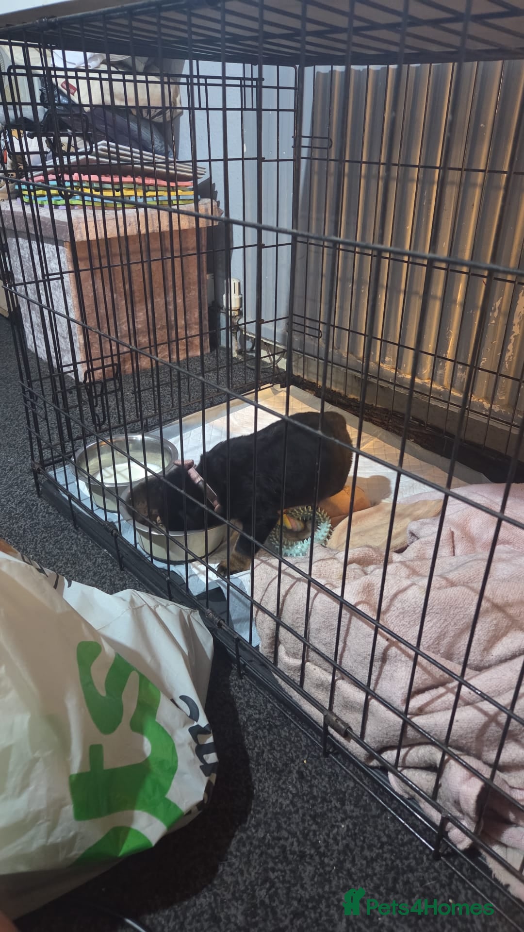 Rottweiler dogs for sale: Rotweiller pup - Image 8