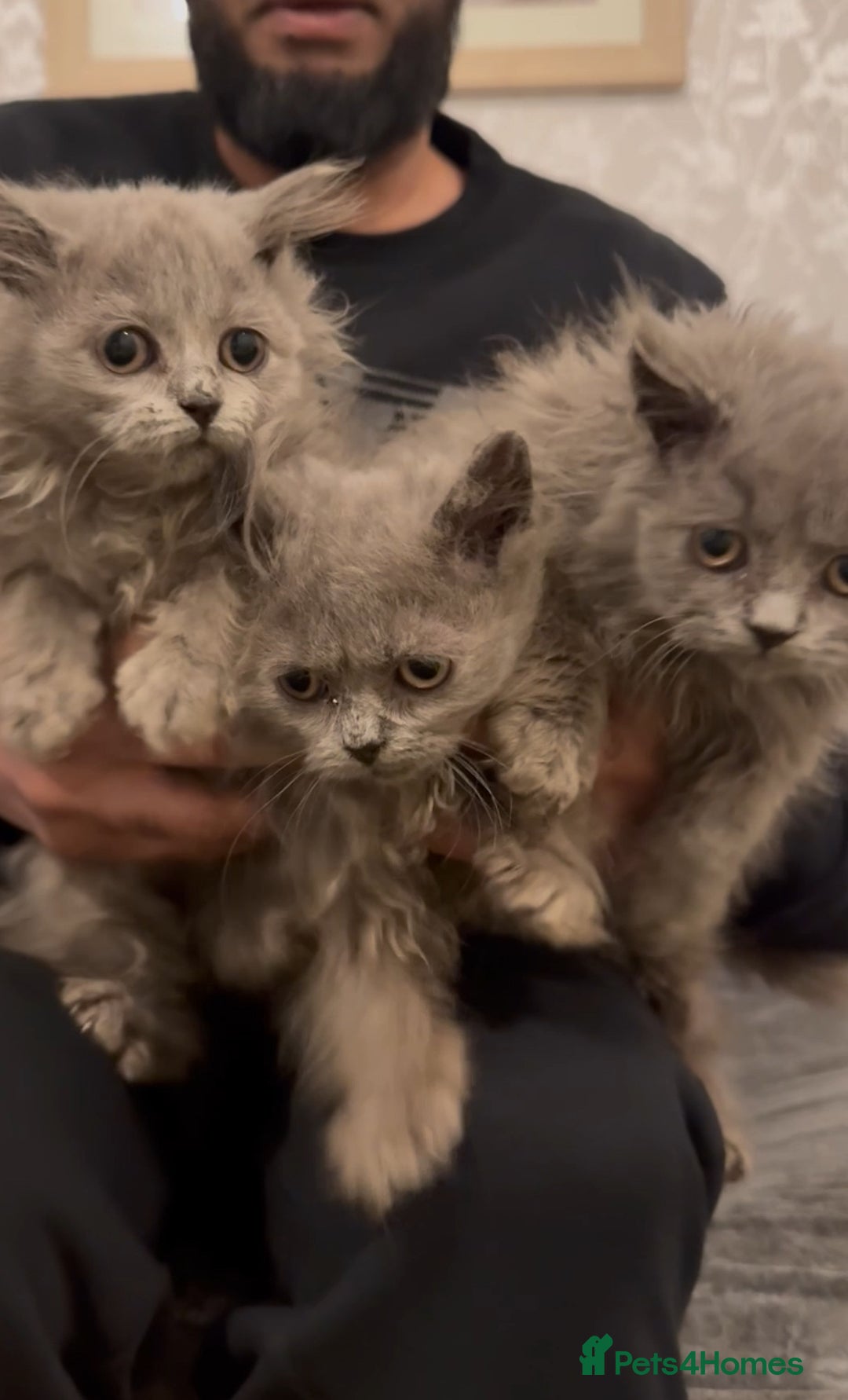 British Longhair cats for sale: Adorable British Longhair Kittens Ready Now! - Advert 4