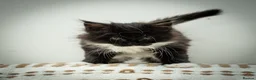 Maine Coon cats for sale: Stunning Maine Coon Kittens – Ready Now - Advert 17