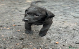 Labrador Retriever dogs for sale: Black Labrador Retriever Puppies - Image 24