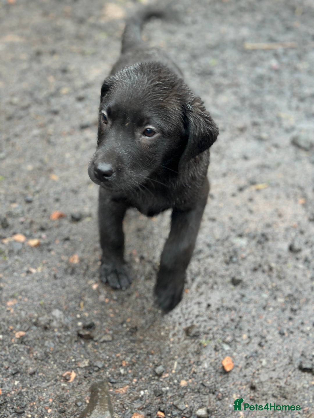 Labrador Retriever dogs for sale: Black Labrador Retriever Puppies - Image 24