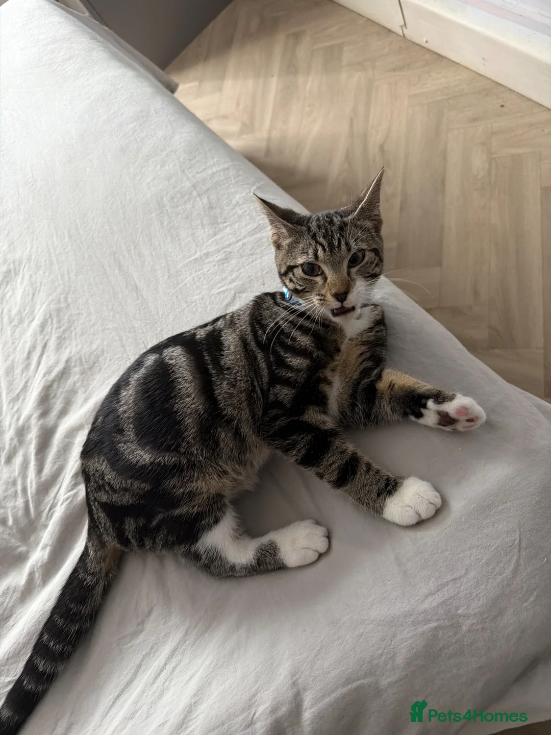 Mixed Breed cats for sale: Male and female kittens  - Advert 2