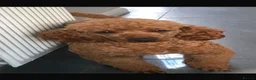 Cavapoo dogs for sale: Health Tested Cavapoos - Advert 6
