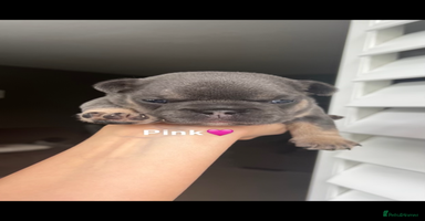 French Bulldog dogs - Advert 11