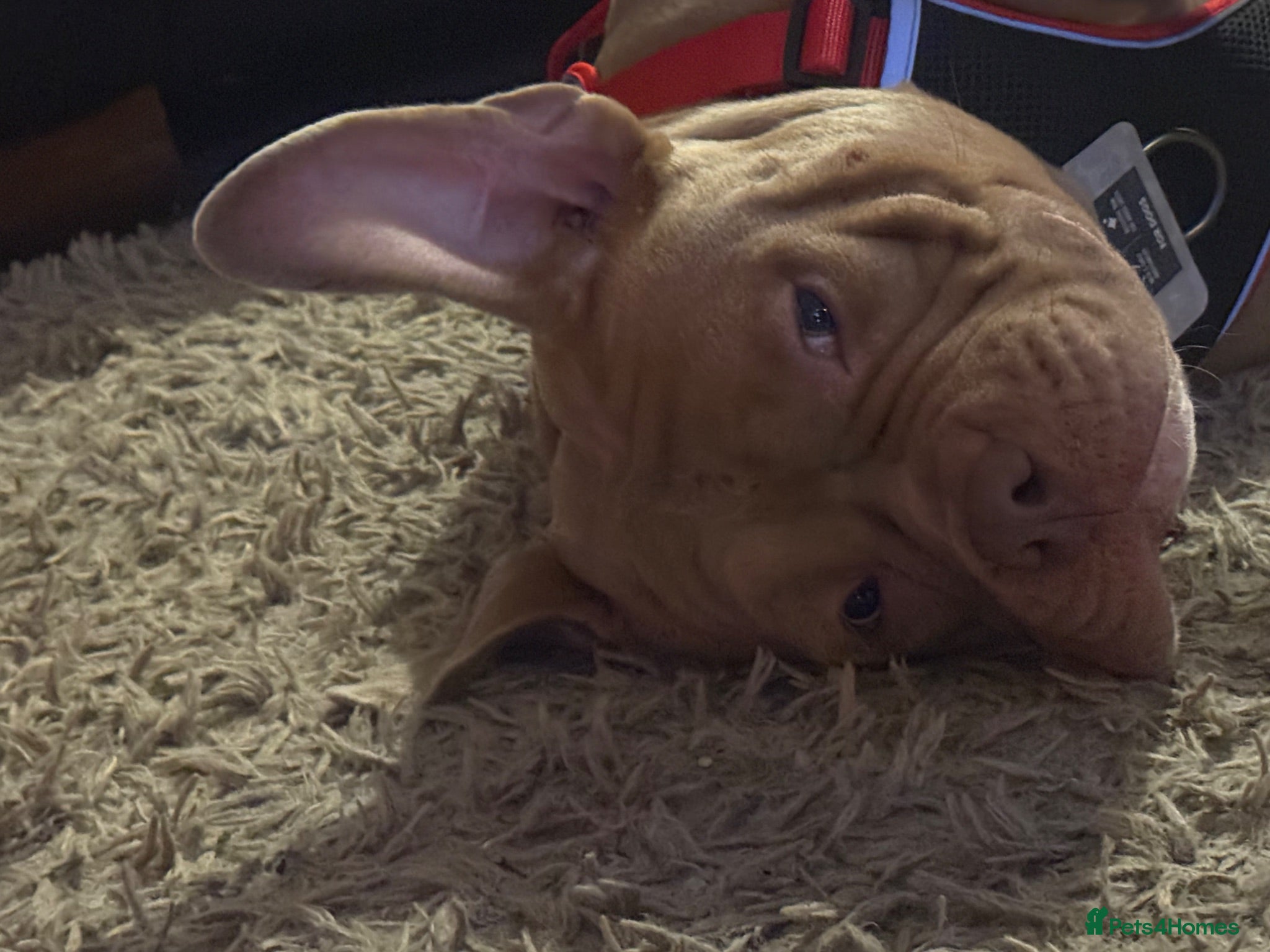 American Bully dogs American pocket bully puppies   - Advert 1