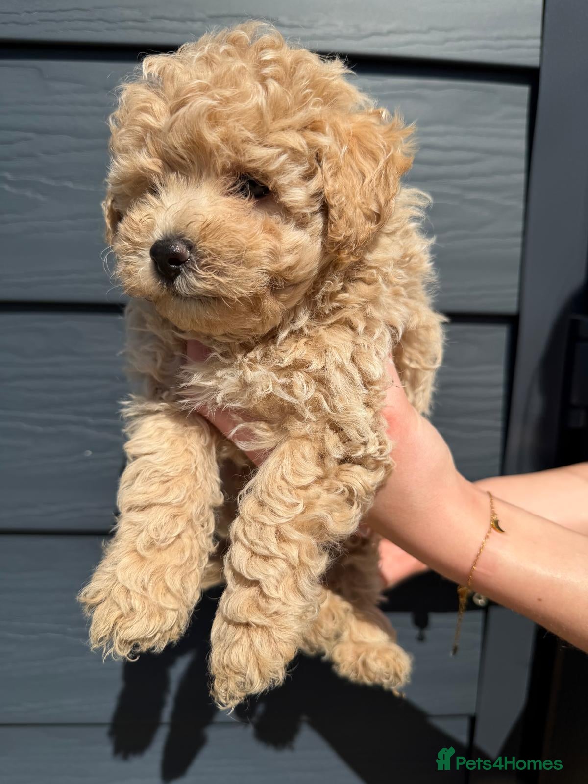 Poochon dogs Poochon - Advert 2