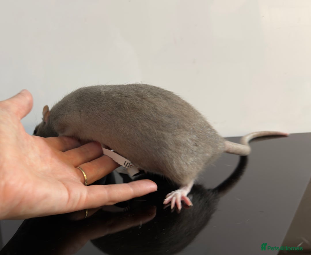 Rat rodents for sale: 2 x young and loving rats + cage + water bottle  - Image 11