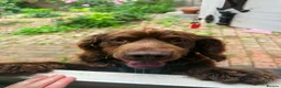Mixed Breed dogs for sale: Gorgeous spaniel mix in need of a new home  - Advert 3