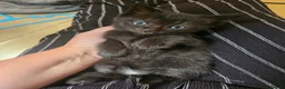 Ragdoll cats for sale: Ragdoll X kittens  - Advert 8