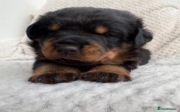 Rottweiler dogs for sale: Rottweiler puppy’s  - Image 2