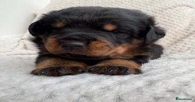 Rottweiler dogs - Advert 14