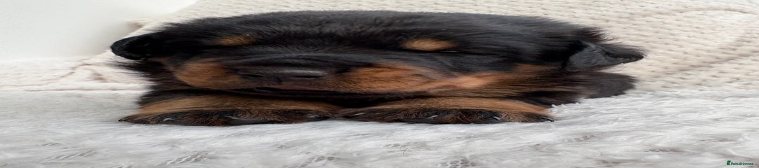 Rottweiler Puppy 2