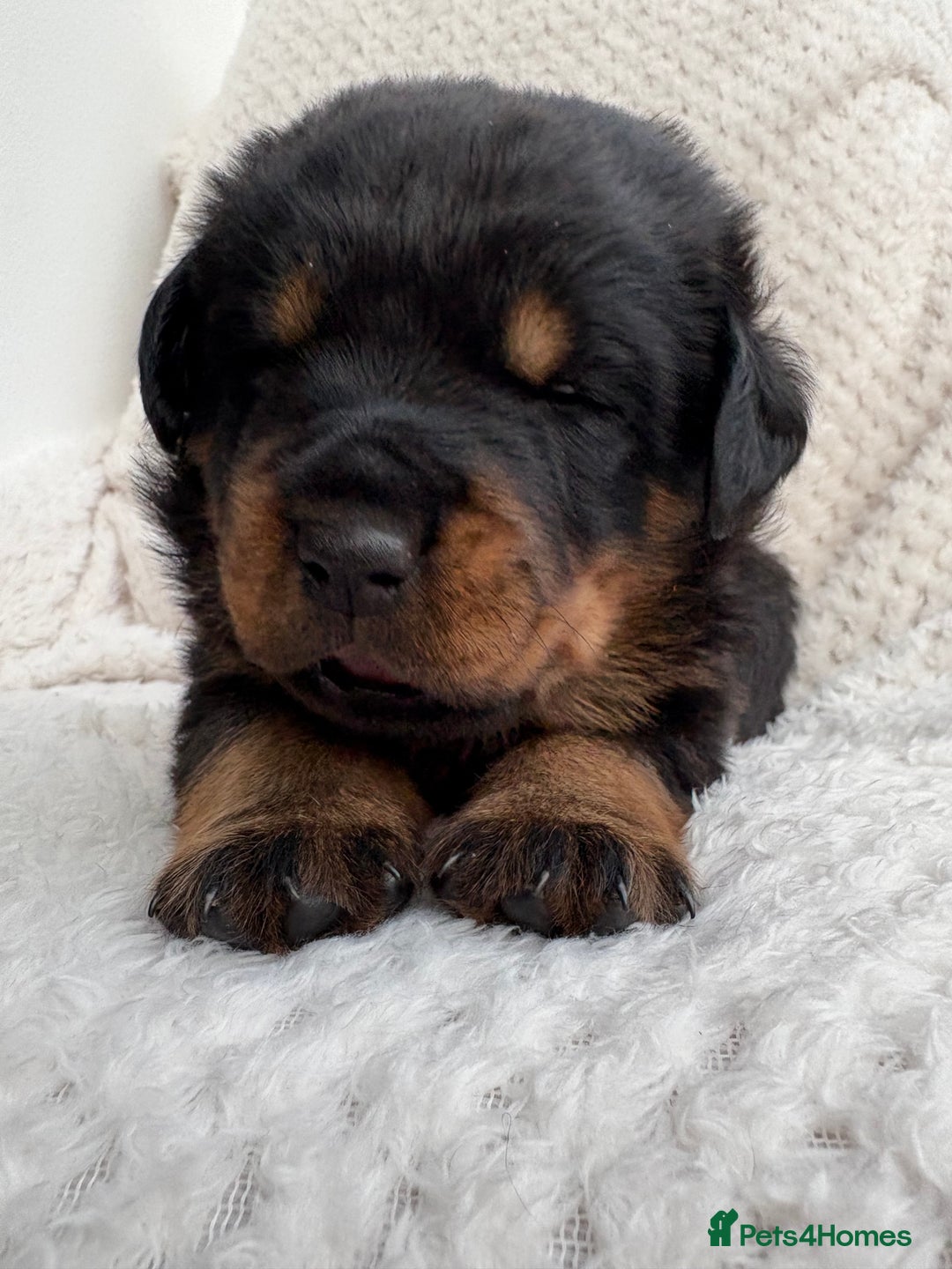 Rottweiler dogs for sale: Rottweiler puppy’s  - Image 2