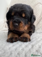 Rottweiler dogs - Advert 3